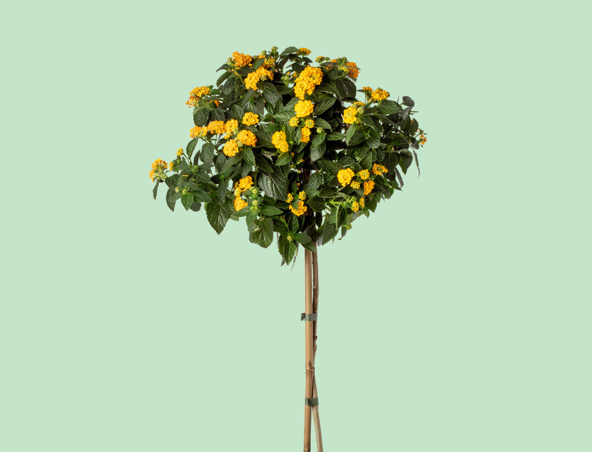 Gartencenter Kremer. Die Naturtalente | Wandelröschen-Stämmchen