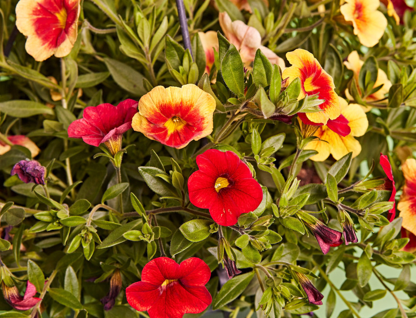 Gartencenter Kremer. Die Naturtalente | Zauberglöckchen-Ampel