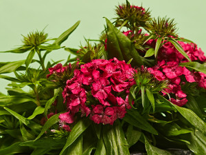 Gartencenter Kremer. Die Naturtalente | Bartnelke