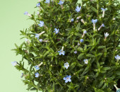 Gartencenter Kremer. Die Naturtalente | Blauer Steinsame