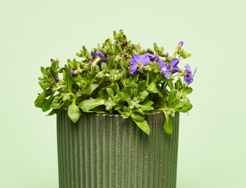 Gartencenter Kremer. Die Naturtalente | Blaukissen