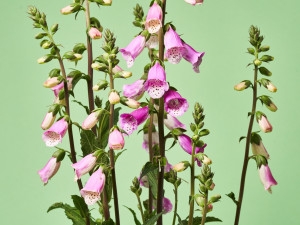 Gartencenter Kremer. Die Naturtalente | Fingerhut