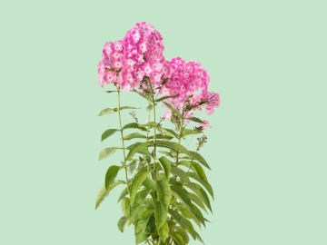 Gartencenter Kremer. Die Naturtalente | Flammenblume