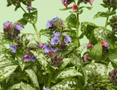 Gartencenter Kremer. Die Naturtalente | Geflecktes Lungenkraut