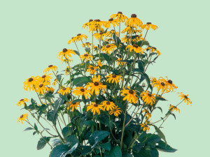 Gartencenter Kremer. Die Naturtalente | Gelber Sonnenhut