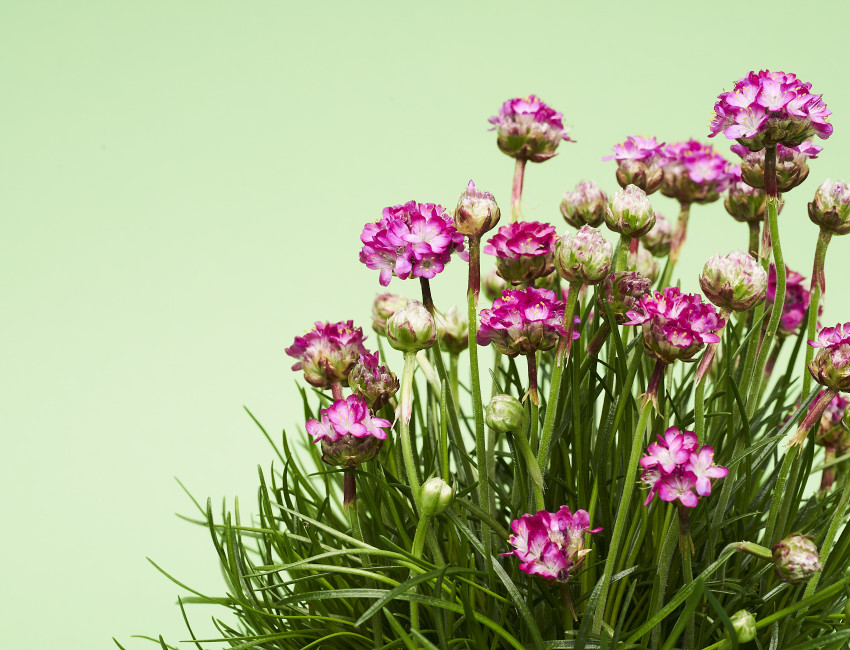 Gartencenter Kremer. Die Naturtalente | Grasnelke