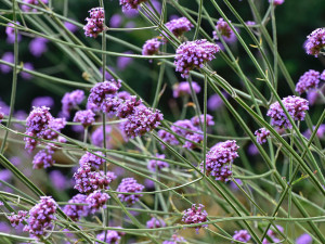 Gartencenter Kremer. Die Naturtalente | Hohes Eisenkraut