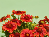 Gartencenter Kremer. Die Naturtalente | Kokardenblume