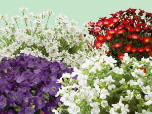 Gartencenter Kremer. Die Naturtalente | Polsterstauden-Mix