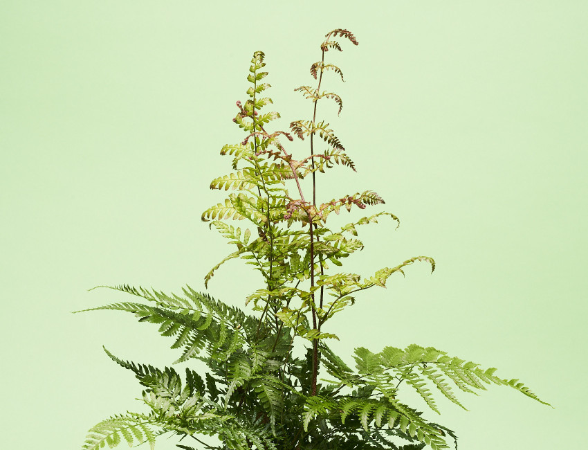 Gartencenter Kremer. Die Naturtalente | Speerfarn
