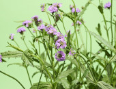 Gartencenter Kremer. Die Naturtalente | Staudenverbene