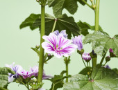 Gartencenter Kremer. Die Naturtalente | Wilde Malve