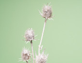 Gartencenter Kremer. Die Naturtalente | Distel