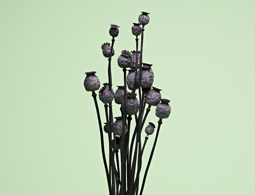 Gartencenter Kremer. Die Naturtalente | Mohn schwarz