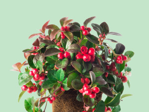 Gartencenter Kremer. Die Naturtalente | Scheinbeere