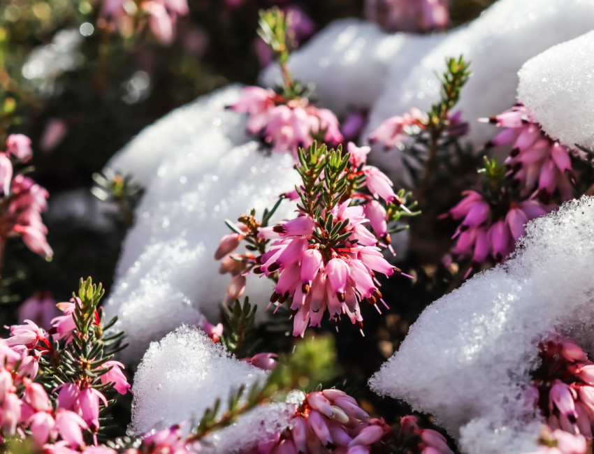 Gartencenter Kremer. Die Naturtalente | Schneeheide