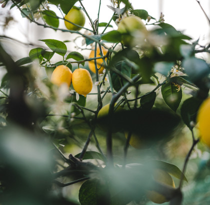 Gartencenter Kremer. Die Naturtalente | Zitruspflanzen