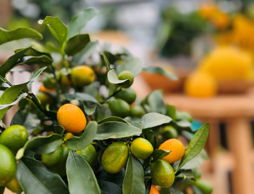 Gartencenter Kremer. Die Naturtalente | Kumquat