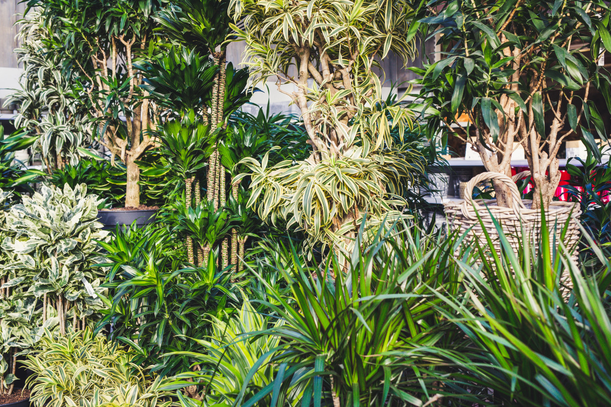 Gartencenter Kremer. Die Naturtalente